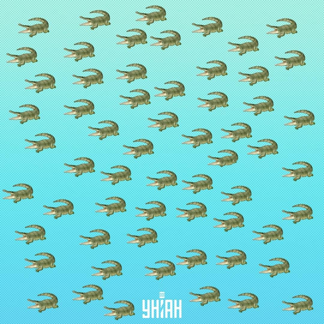 A hüllő el van rejtve, de 15 másodperc múlva meg kell látnod / Collage Moje