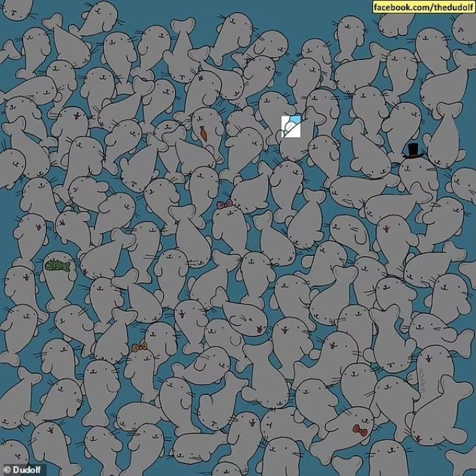 Rejtvény éles szeműeknek: 11 másodperc alatt találd meg a mályvacukrot a fókák között!