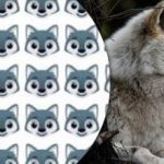 Csak néhányan találják meg a farkast: egy érdekes figyelemfelhívó kirakós játék Csak néhányan találják meg a farkast: egy érdekes figyelemfelhívó kirakós