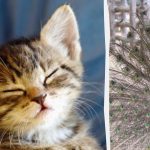 Mindenki lát egy pávát, és csak a magas IQ-val rendelkező emberek találnak egy cicát 10 másodperc alatt: furcsa illúzió. Mindenki lát egy pávát, és csak a magas IQ-val rendelkező